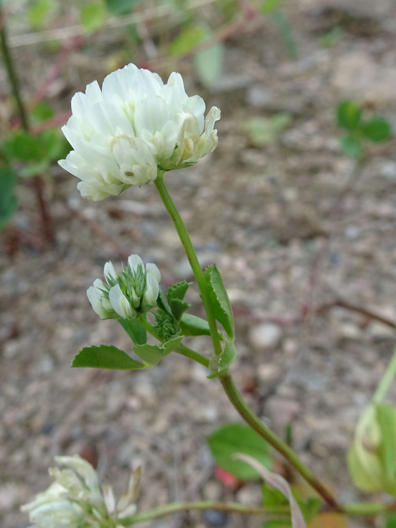 Image of small white clover