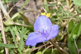 Image of diffuse spiderwort