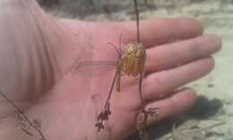 Image of Spoon-winged lacewing