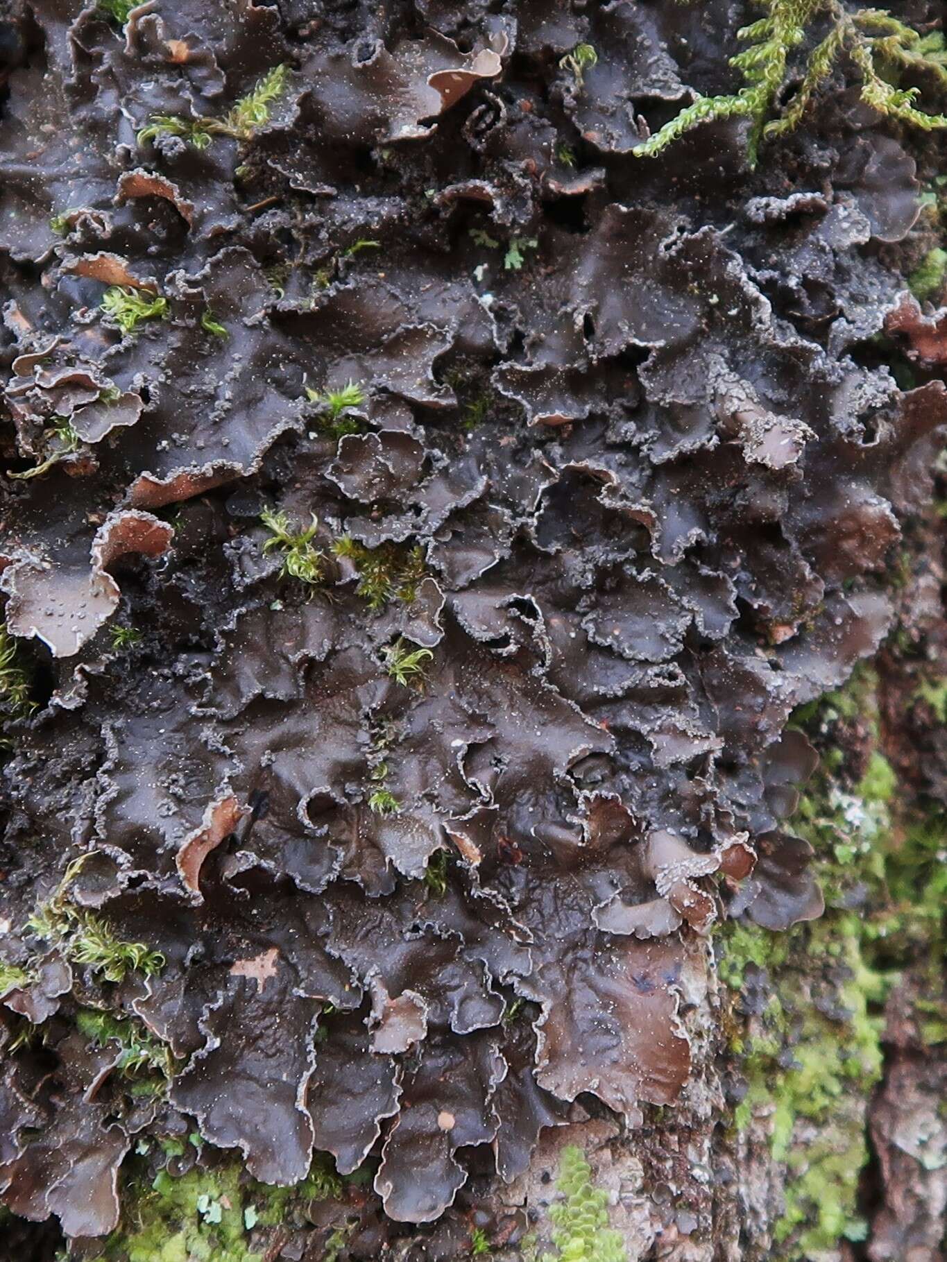 Image of Powdery kidney lichen