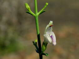 Image of Justicia spartioides T. Anders.