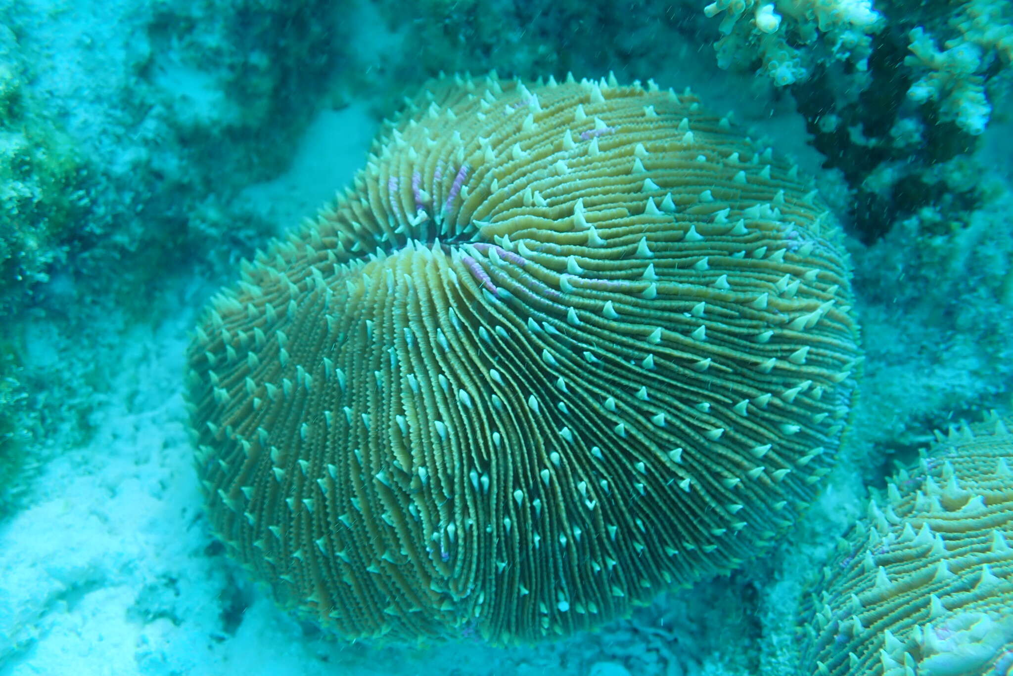 Image of Common Mushroom Coral