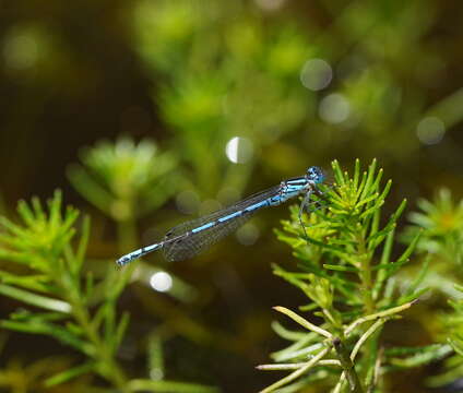 Image of Austrocoenagrion Kennedy 1920