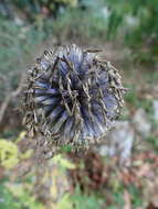 Image of Echinops bannaticus Rochel ex Schrad.