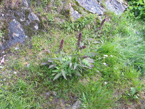 Imagem de Pedicularis recutita L.