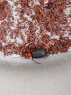 Image of Bombardier beetle
