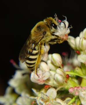 Colletes slevini Cockerell 1925 resmi