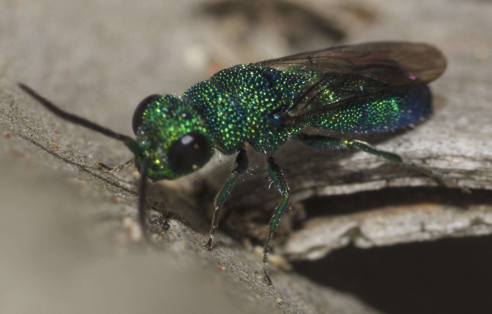 Image of Caenochrysis Kimsey & Bohart 1981