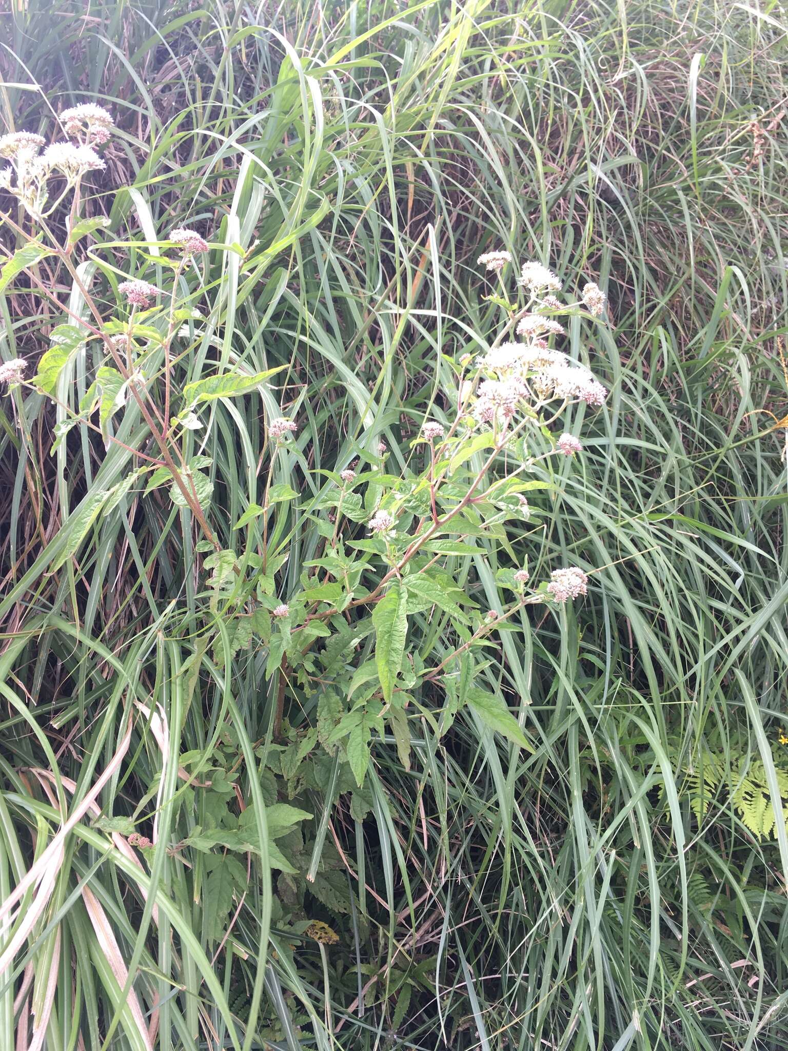 Image of Eupatorium formosanum Hayata