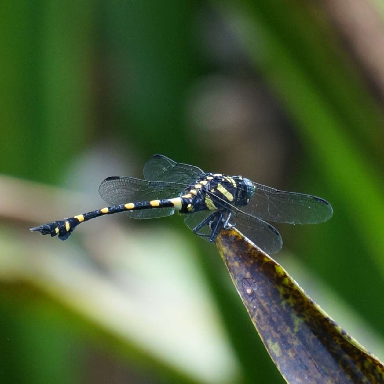 Imagem de <i>Ictinogomphus decoratus melaenops</i>