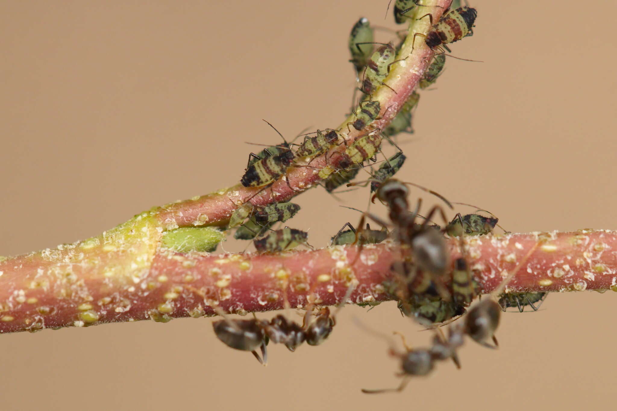 Sivun Callipterinella tuberculata (von Heyden 1837) kuva