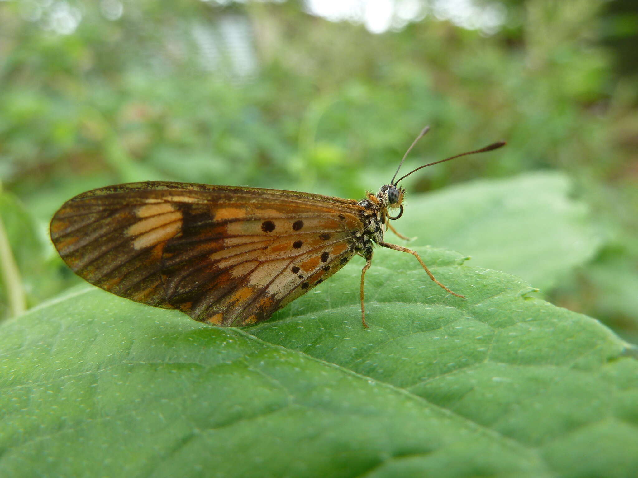 Image of Acraea acerata Hewitson 1874