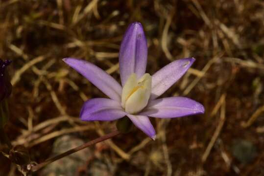 Sivun Brodiaea pallida Hoover kuva