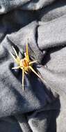 Dolomedes fimbriatus (Clerck 1757) resmi