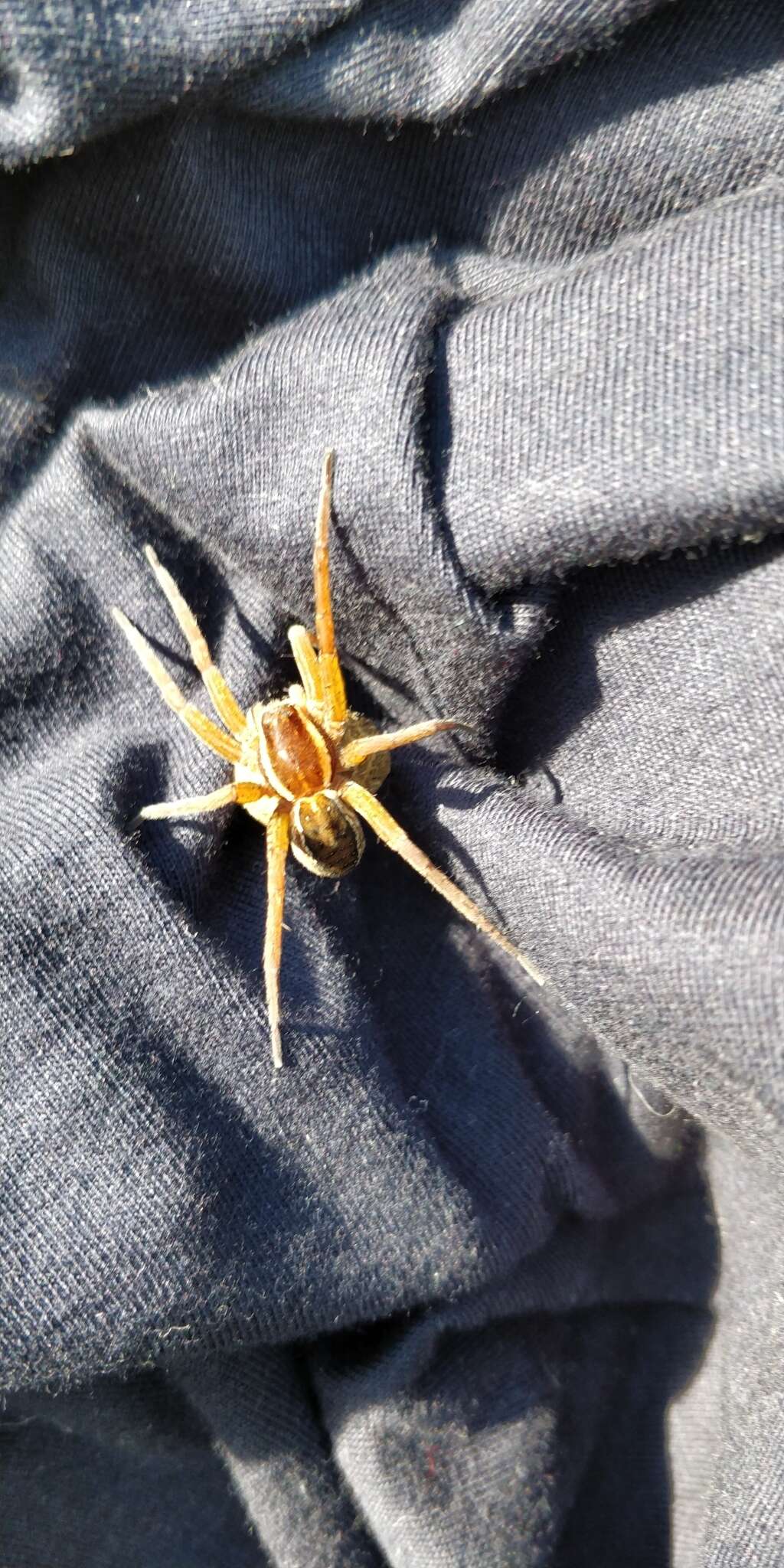 Image of Raft spider