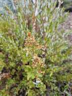 Image of Spinoliva ilicifolia (Hook. & Arn.) G. Sancho