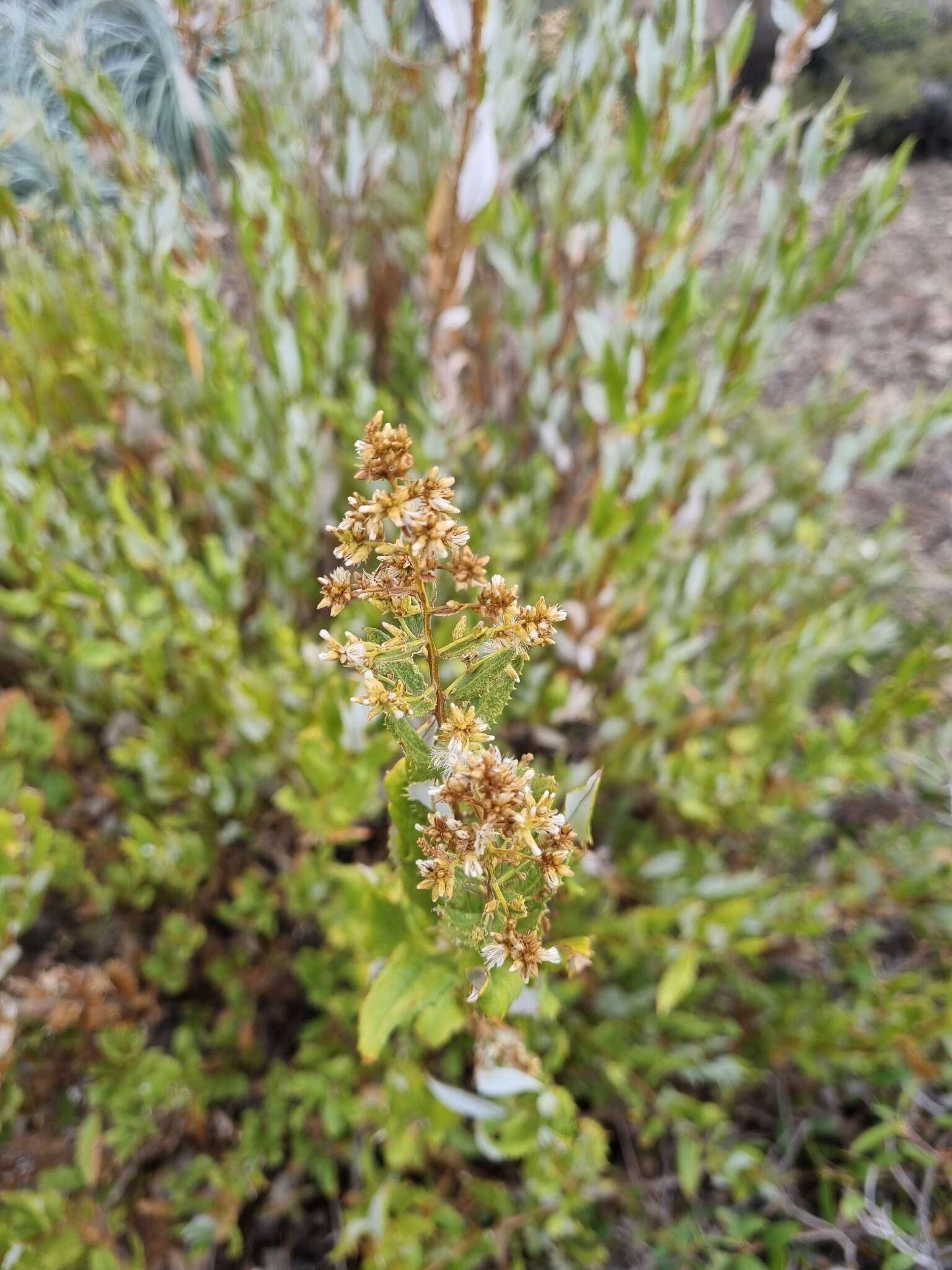 Image of Spinoliva ilicifolia (Hook. & Arn.) G. Sancho