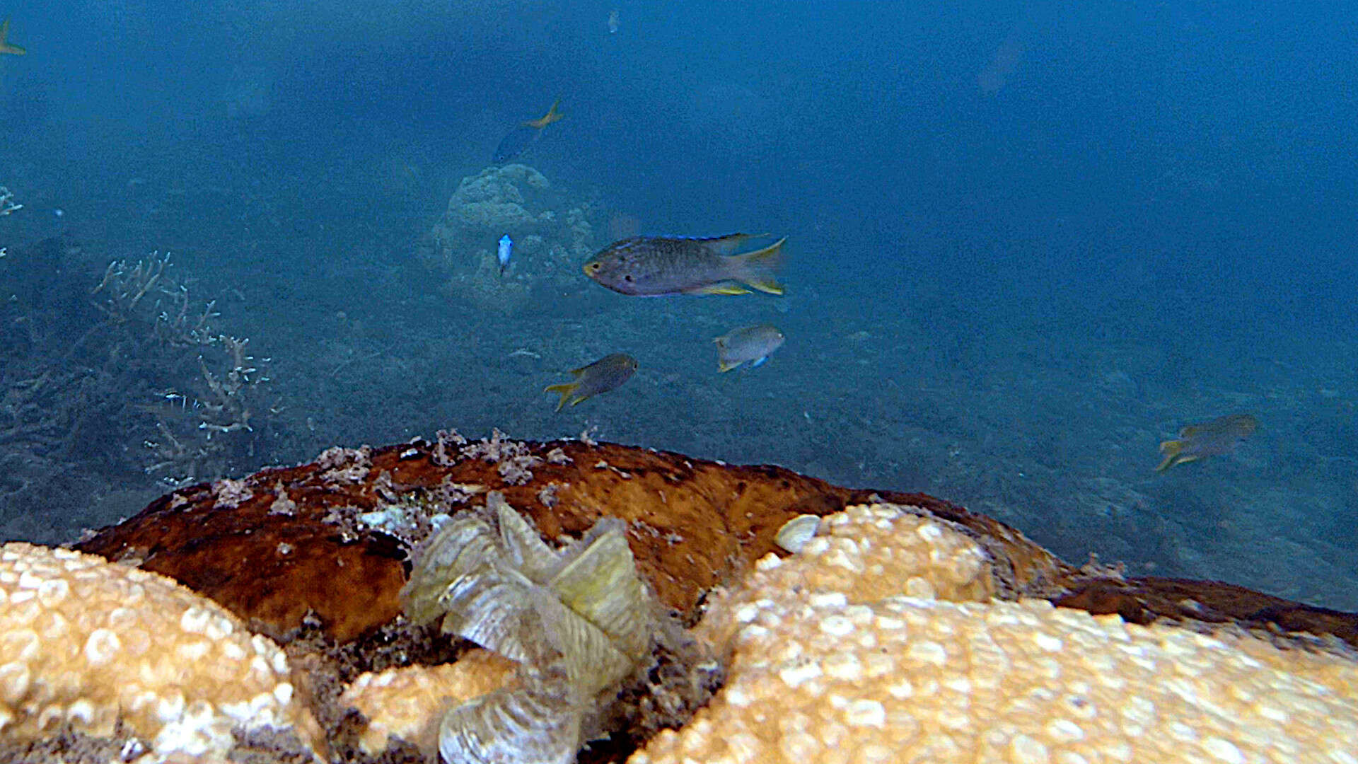 Image of Coral demoiselle