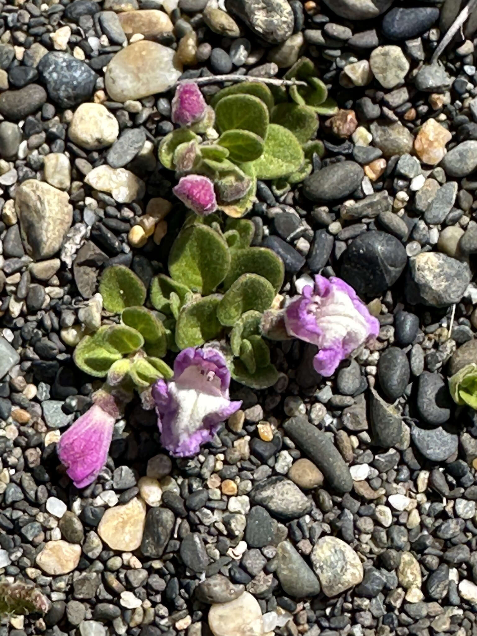 Image of Scutellaria nummulariifolia Hook. fil.