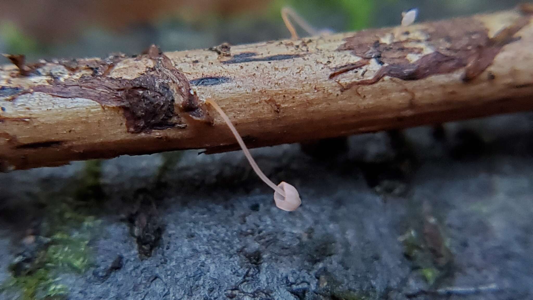 Слика од Mycena pterigena (Fr.) P. Kumm. 1871