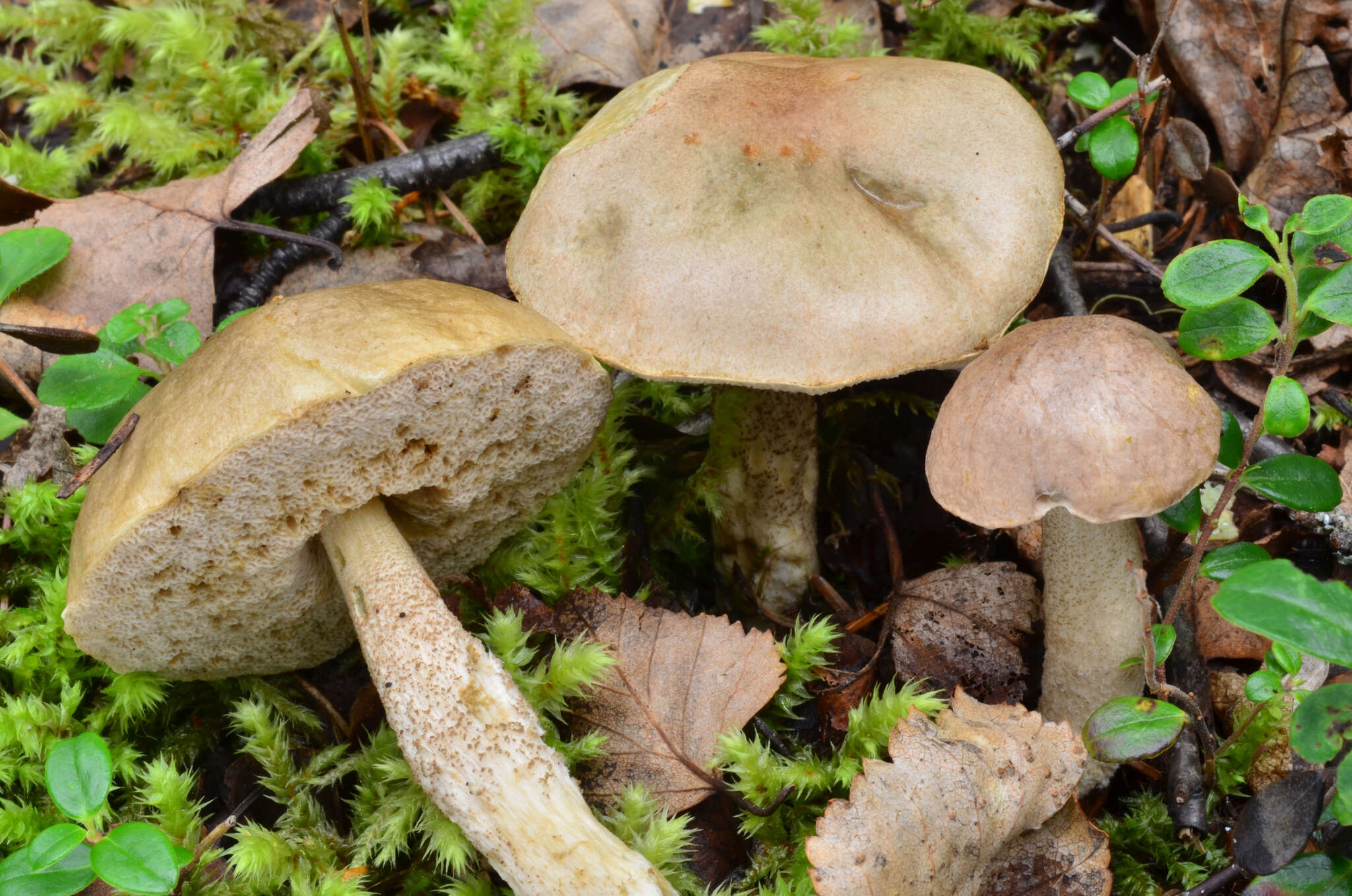 Image of Leccinum holopus (Rostk.) Watling 1960