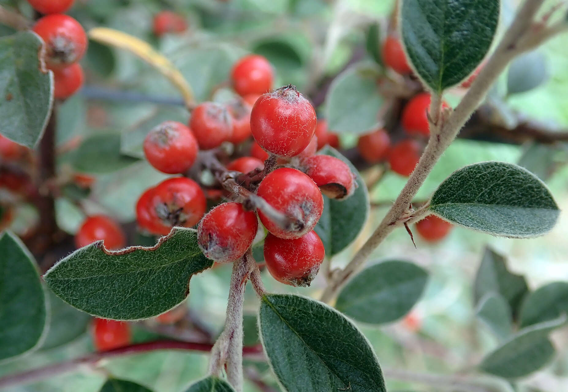 Image of orange cotoneaster