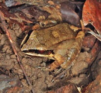 Image of Amazonian White-lipped Frog