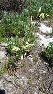 Image of Albuca flaccida Jacq.