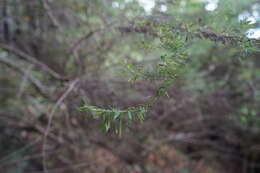 Image of Cassinia aculeata (Labill.) R. Br.