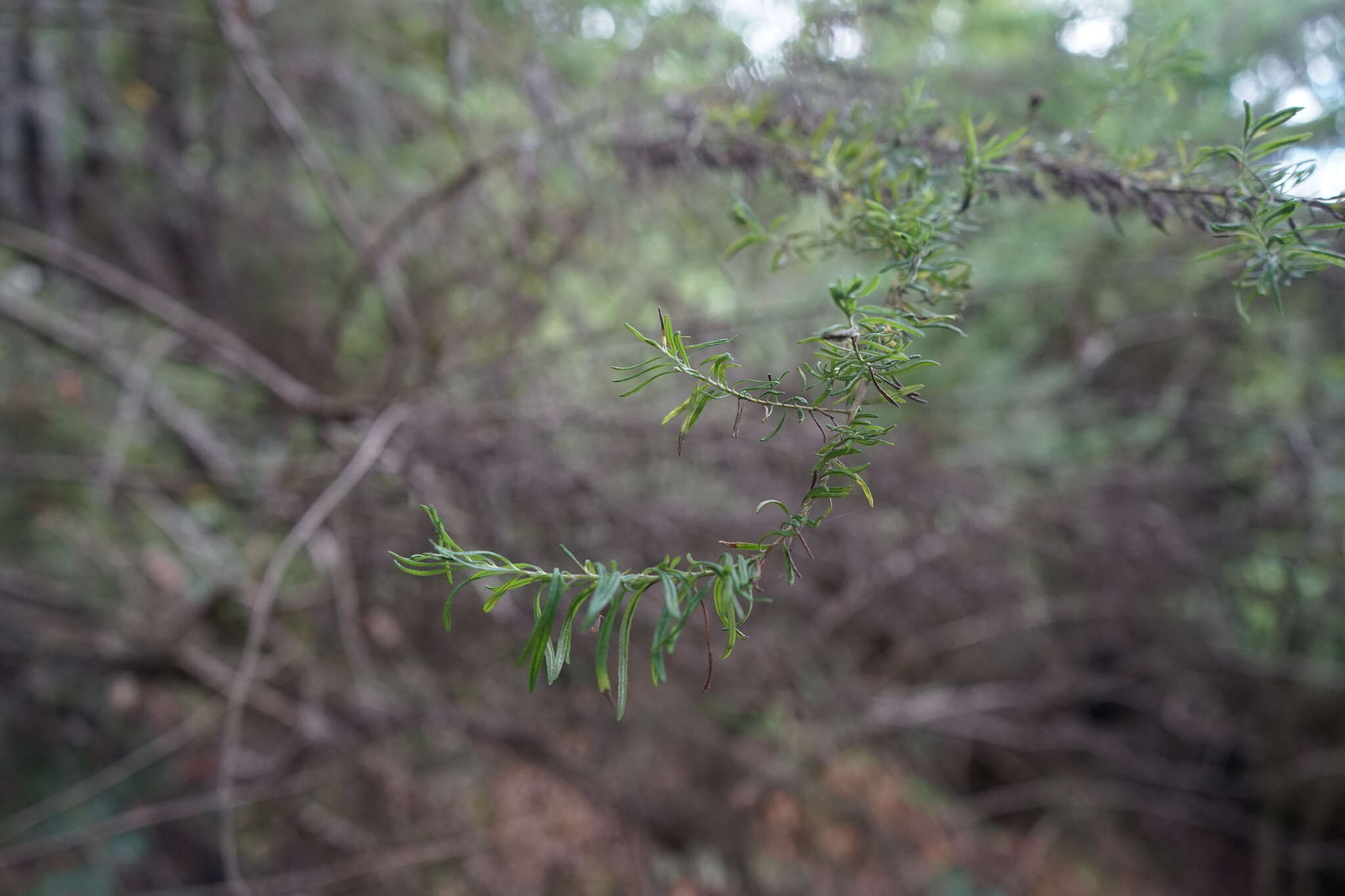 Plancia ëd Cassinia aculeata (Labill.) R. Br.