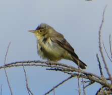 Image of Melodious Warbler