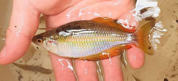 Image of Banded rainbowfish