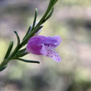 Image of Eremophila divaricata (F. Muell.) F. Muell.