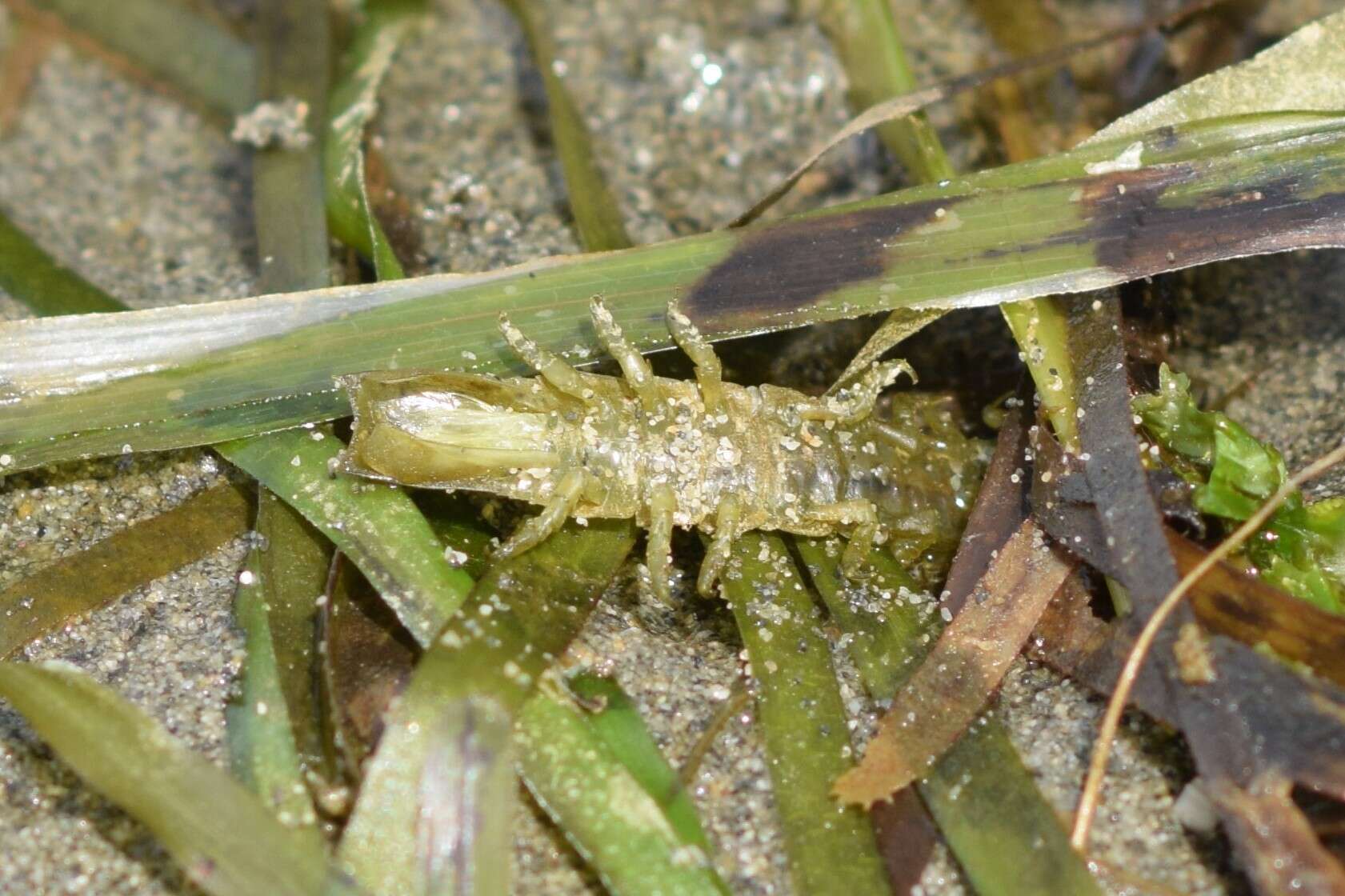 Image of Pentidotea resecata (Stimpson 1857)