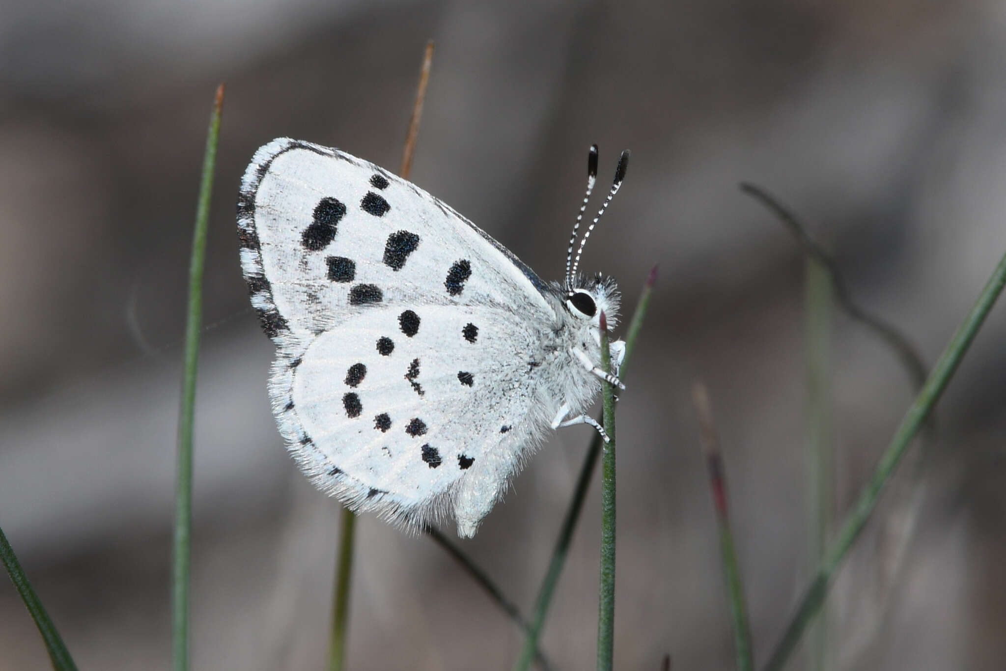 Image of <i>Philotiella leona</i>