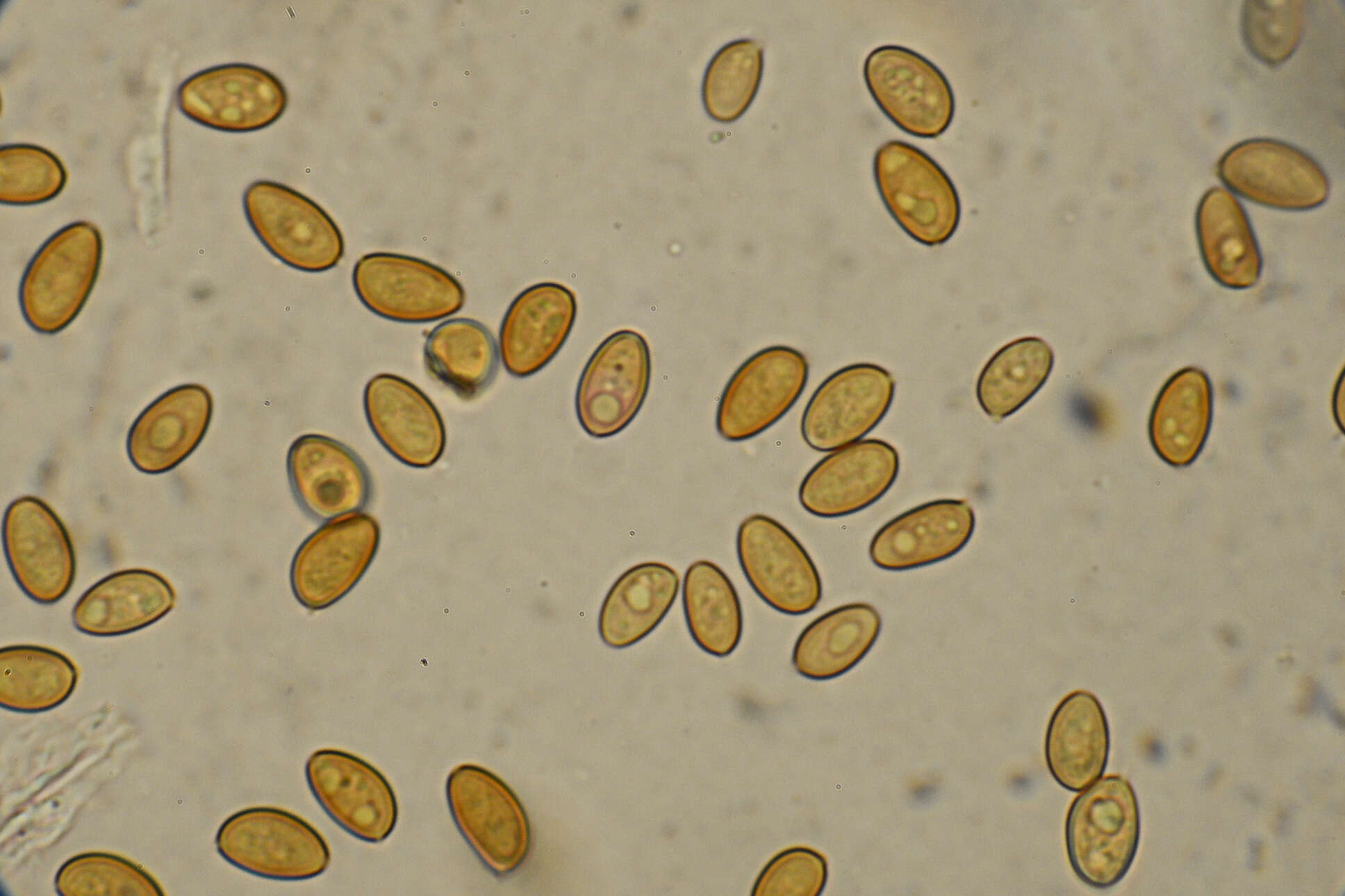 Image de Hypholome à long pied