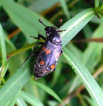 Nicrophorus (Nicrophorus) orbicollis (Say 1825) resmi