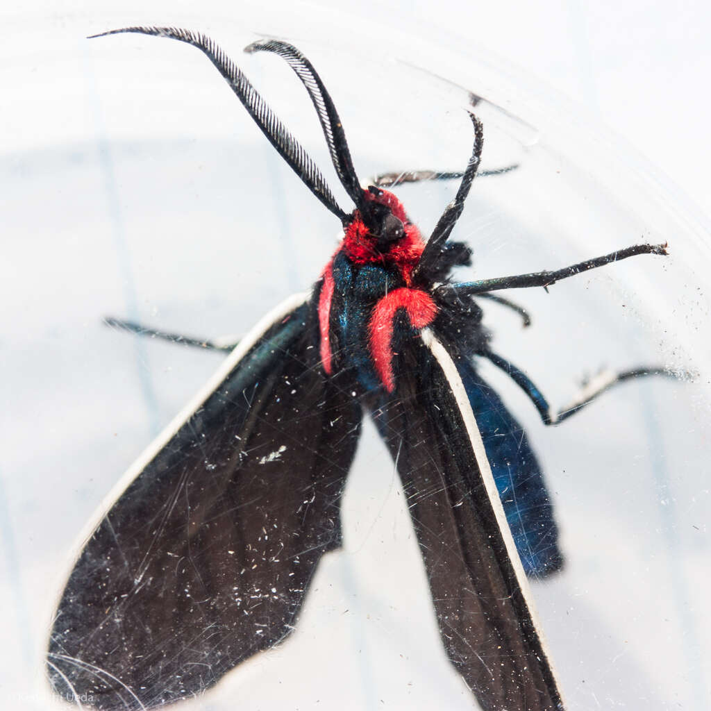 Image of Ctenucha multifaria Walker 1854