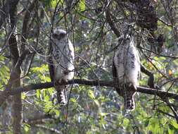 صورة Ninox strenua (Gould 1838)