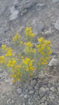 Image of White Bluffs bladderpod