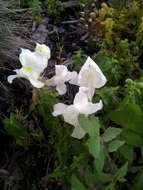 Image of garden snapdragon