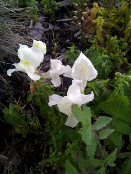 Plancia ëd Antirrhinum majus L.