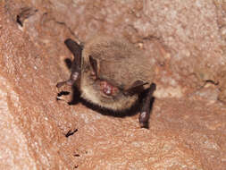 Imagem de Myotis daubentonii (Kuhl 1817)