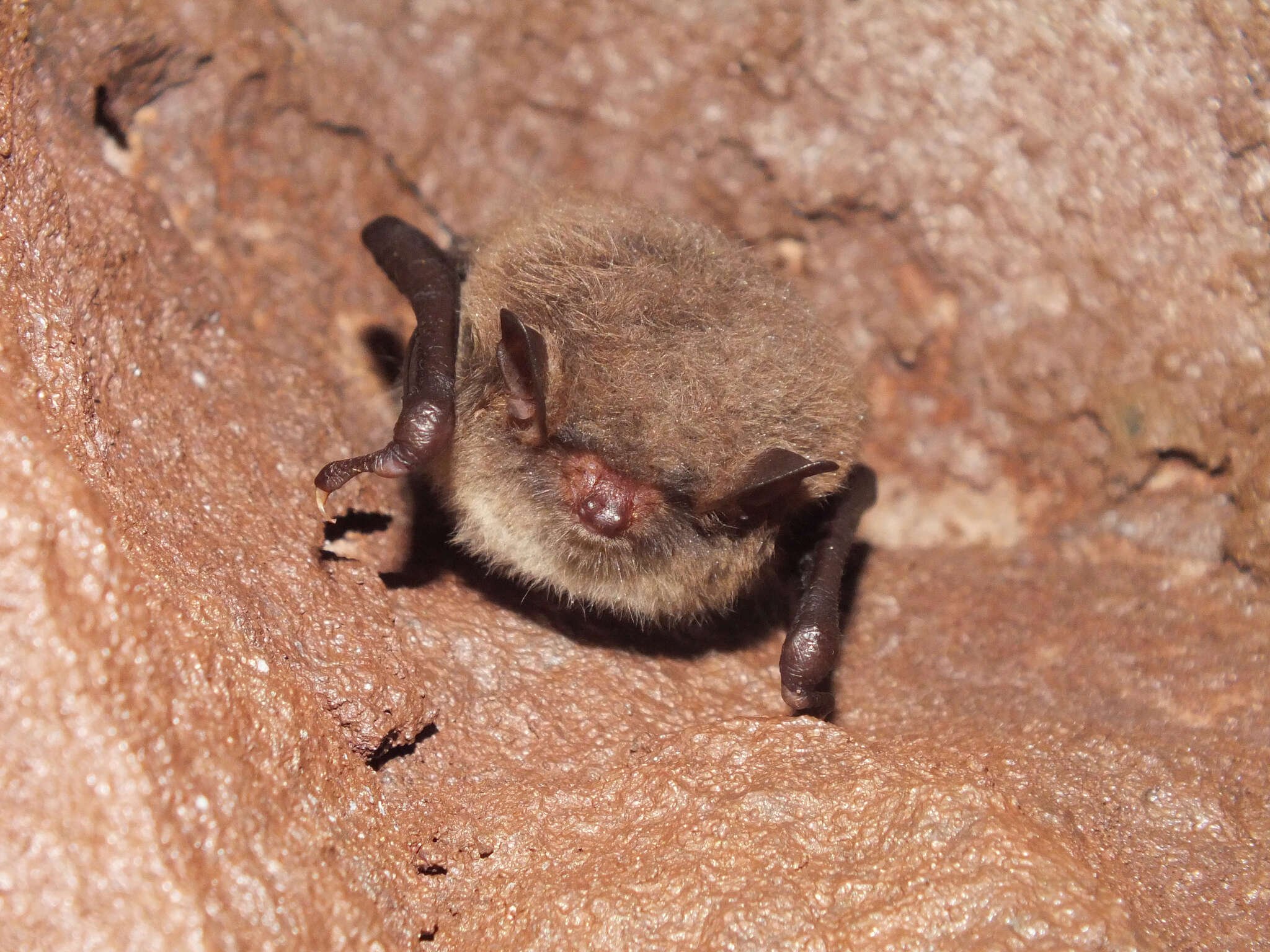 Image of Daubenton's Bat