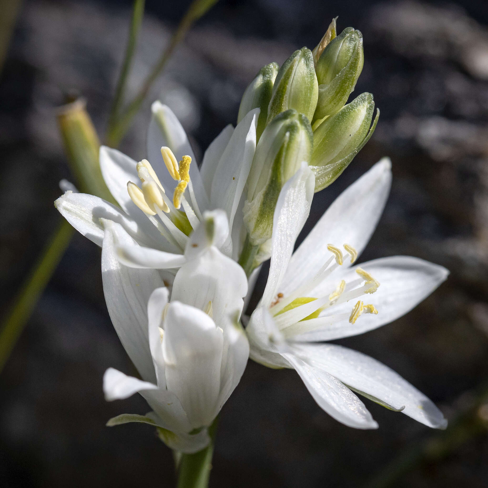 Image of Ornithogalum concinnum Salisb.