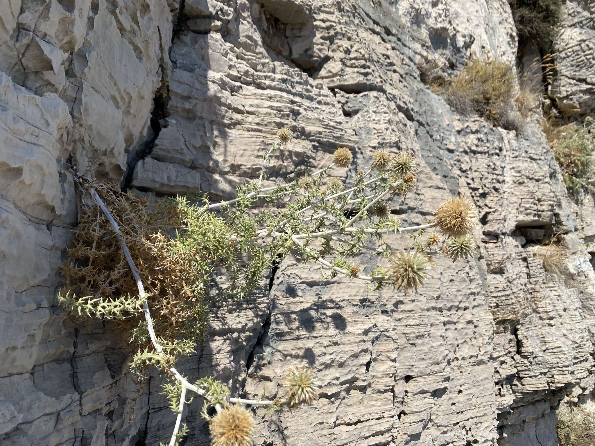 Image of Echinops ritro subsp. ritro