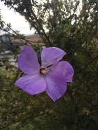 Image of Hibiscus huegelii Endl.