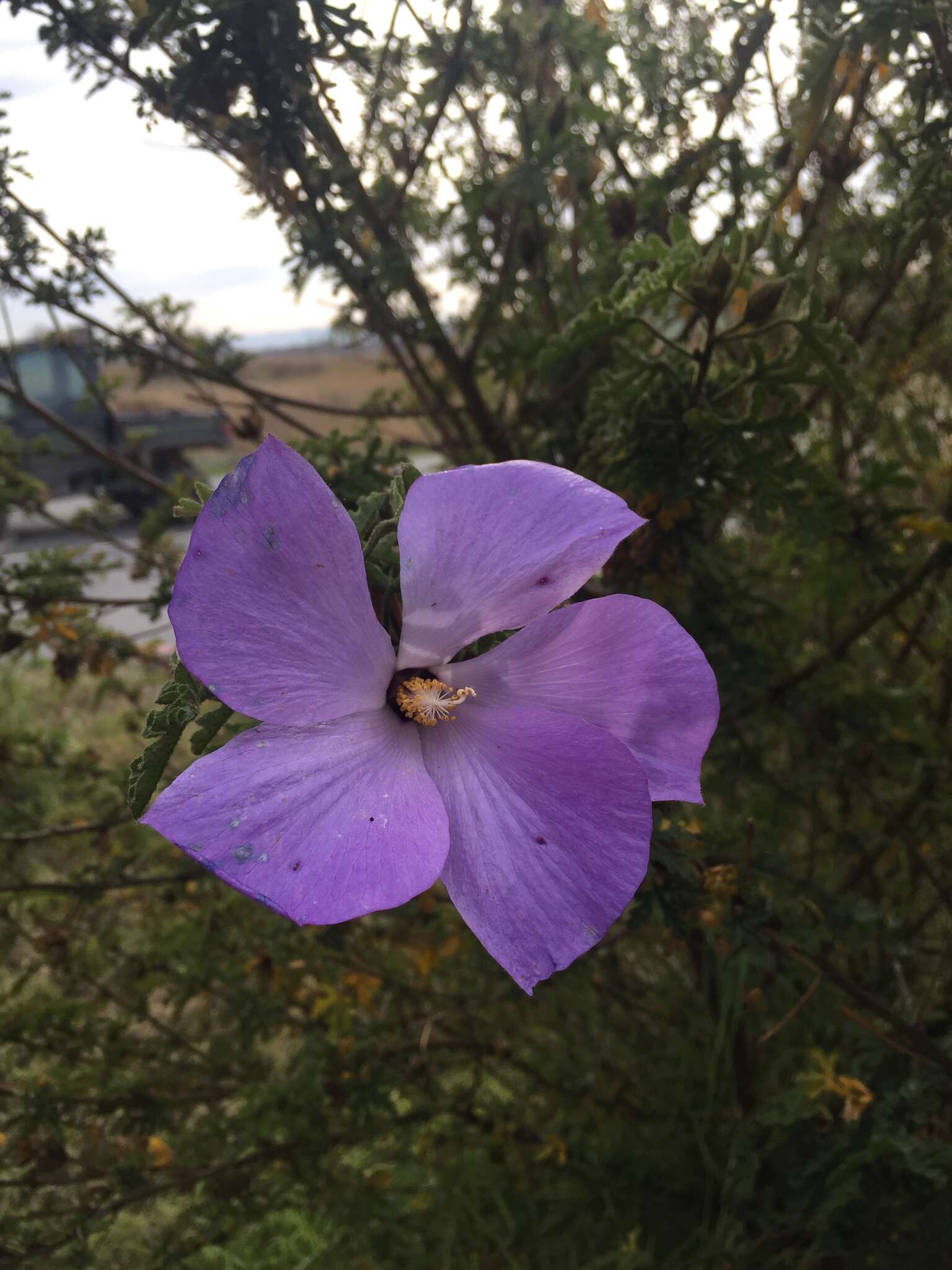 Image of Hibiscus huegelii Endl.