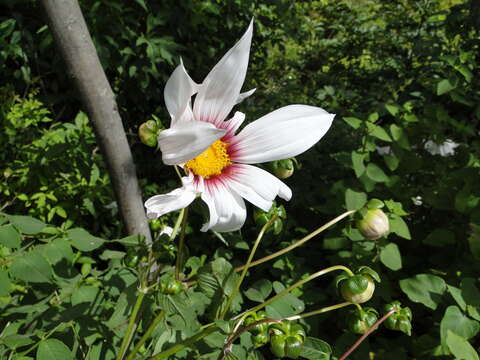 Image of Dahlia campanulata Saar, P. D. Sørensen & Hjert.