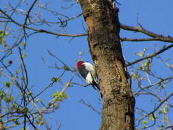 Image of Red-headed Woodpecker